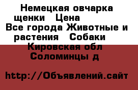 Немецкая овчарка щенки › Цена ­ 20 000 - Все города Животные и растения » Собаки   . Кировская обл.,Соломинцы д.